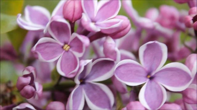 Lilacs смотреть онлайн