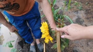 Гроза, ливень. Затопило беседку. Июль 2023 Березники Пермский край