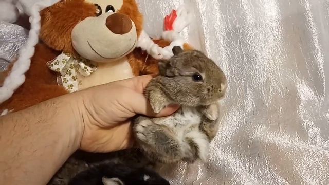 Карликовые декоративные кролики Воронеж| Купить