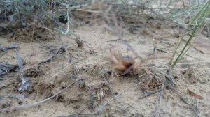 Обыкновенная сольпуга (Galeodes araneoides). Дагестан