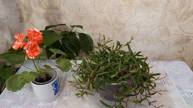 Тонна?? Да, нет ОТТОНА! смотреть онлайн