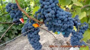 Виноград плодовый Левокумский (vitis levokumskii) ? обзор: как сажать, рассада винограда Левокумски