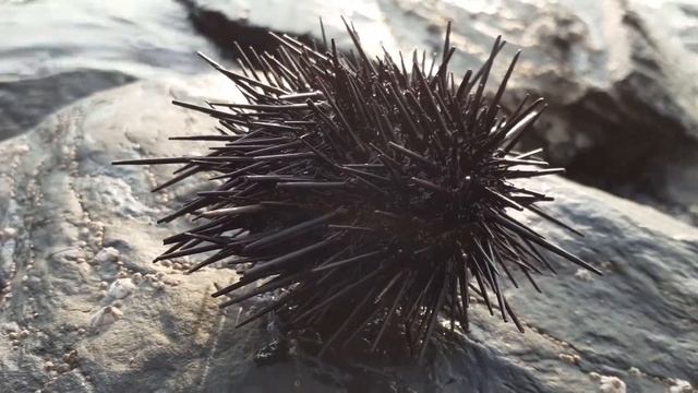 Никита изучает подводных обитателей ? Дальневосточный чёрный морской ёж смотреть онлайн