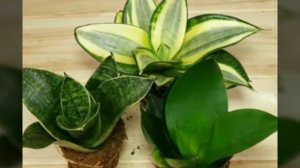 Самые полезные комнатные растения и цветы