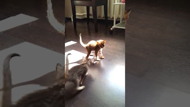 котенок оцикет Dark of Night питомник AMAGITSUNE*RU смотреть онлайн