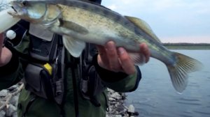 Ловля Судака с берега