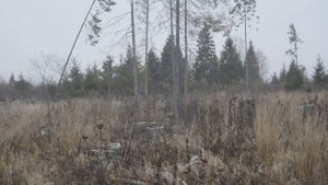 октябрь 2021 видео охота на лосей на гону