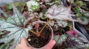 Бегония Connee Boswell