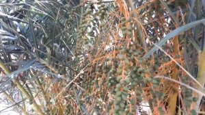 ☀Magic Caribbean Mahdia 4*, обзор отеля. Часть I, территория. Честный отзыв. Тунис, июнь  2019г.