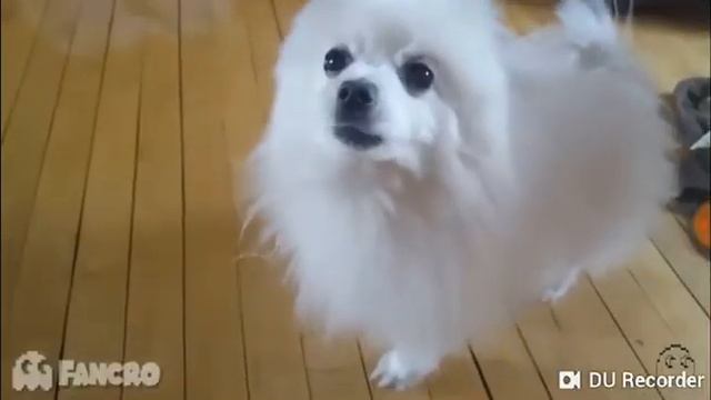 Песни поют собаки и кошки:Havana,Ледибаг и супер кот смотреть онлайн