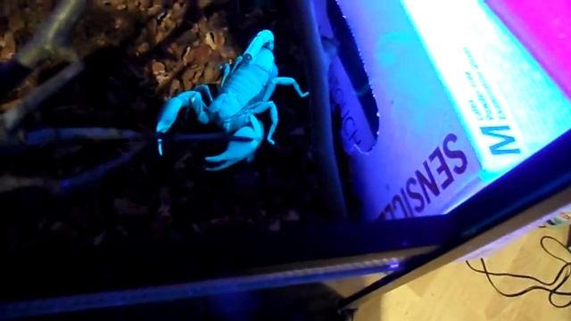 Kaiserskorpion Pandinus Imperator UV Schwarzlicht Blacklight смотреть онлайн