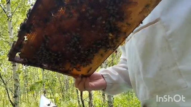 ОСМОТР УЛЬЕВ