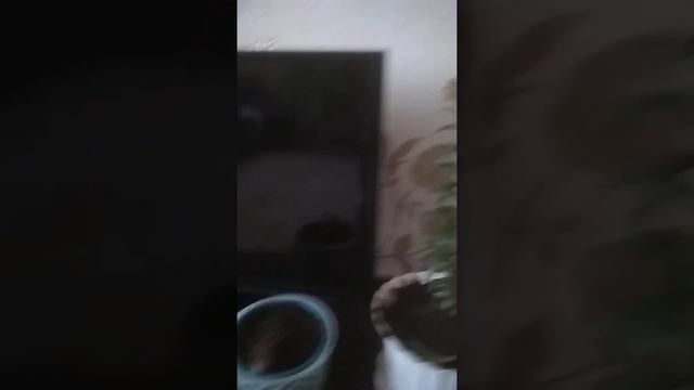 Посадила лилии на зиму в горшок - Часть 1 смотреть онлайн