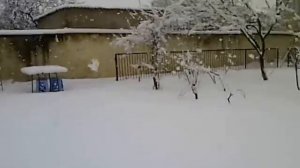 Быки Шароле Зима