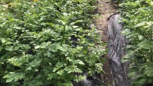 Как чувствует себя КАРТОШКА под ЧЕРНОЙ ПЛЕНКОЙ в середине лета