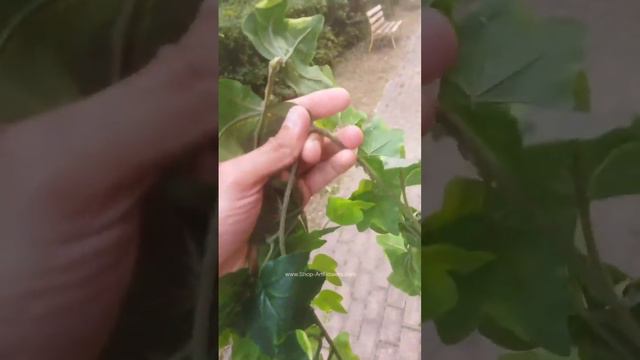 📣НОВИНКА🌱Плющ (Хедера) 180 см. смотреть онлайн