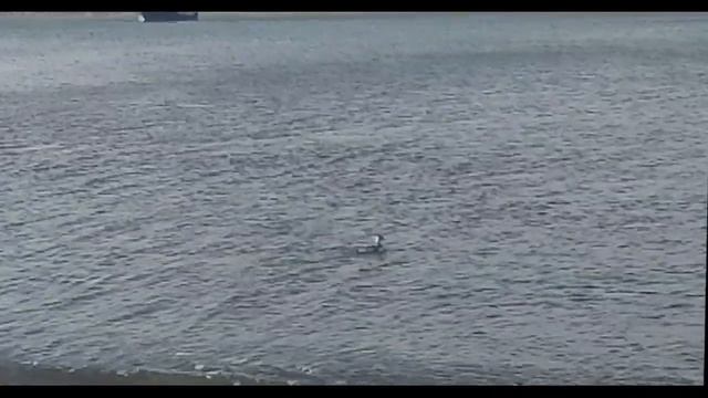 2020 03 03 Большая поганка, или чомга (лат. Podiceps cristatus) смотреть онлайн