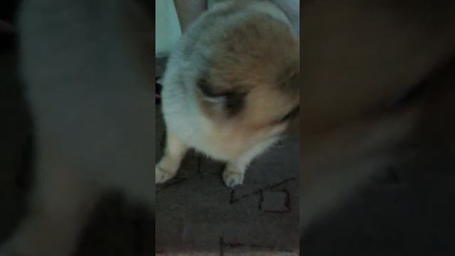 Умная собака шпиц Чарли смотреть онлайн