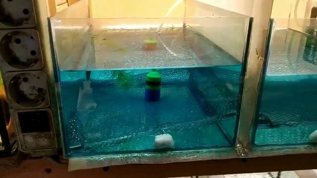 Красивые Моллинезии баллончики смотреть онлайн