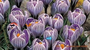 Крокус крупноцветковый Пиквик (crocus pickwick) ? Пиквик обзор: как сажать, луковицы крокусы Пиквик