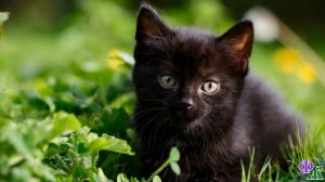 Сатана 15 «Нет, Сатана!» -  котята, оскалившись, прыгнули на Сатану. Бой был коротким, но жестоким