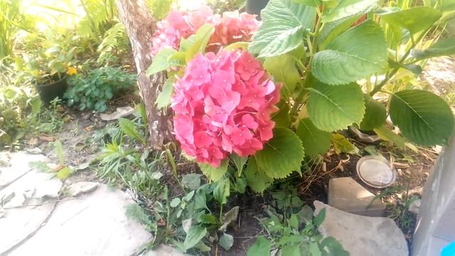 Гортензия,спустя год. смотреть онлайн