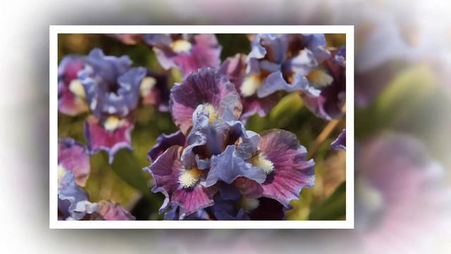 Сиреневый рай смотреть онлайн