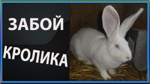 Забой Кроликов.