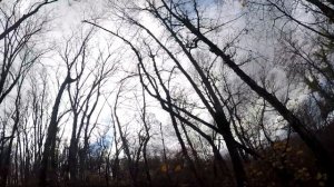 Огромные стаи. Охота на дикого голубя, Вяхиря.