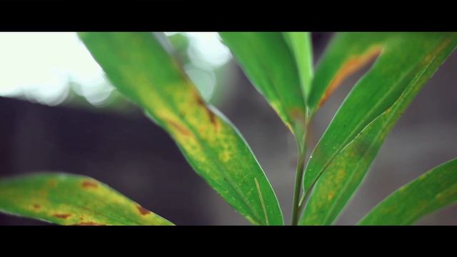 The Backyard | 5D Mark II (Cinematic video test ) смотреть онлайн