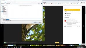 Как WebP картинки сохранить в JPG или PNG