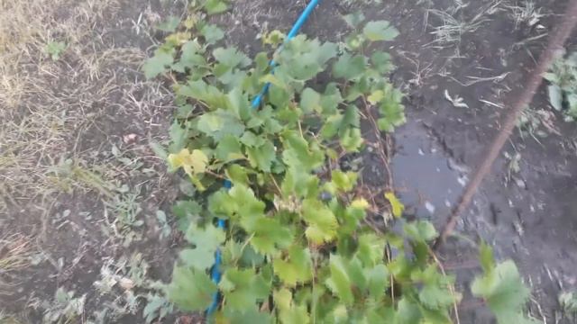 Урожай. Август 2020 г. смотреть онлайн