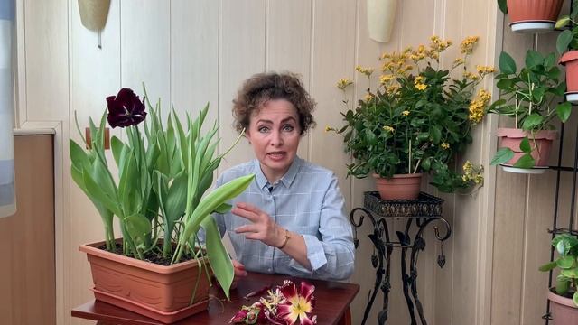 Луковицы ТЮЛЬПАНОВ после цветения. Тюльпаны выращивание. Посадка Тюльпанов.
