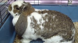 Кролик Французский баран