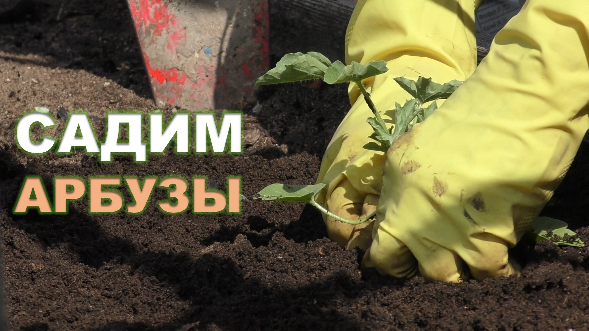 Высадка арбузов на грядку смотреть онлайн