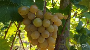 ЦАРИЦА УРГАНСКАЯ, Болгарская селекция