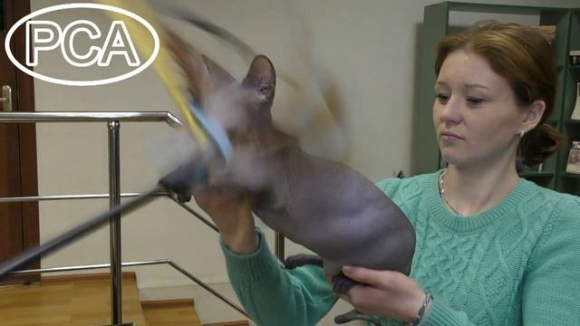 Канадский сфинкс черная кошка. Выставка кошек PCA on-line смотреть онлайн