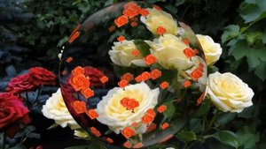 Видеофоны!!! Видеофон Летние Розы для Вас ЗАНОЗЫ 2!!! Футаж Волшебный шар!!!