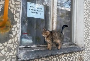 Самое смешное видео с КОТИКАМИ))
ПОДПИСЫВАЙТЕСЬ НА КАНАЛ! БУДЕТ МНОГО ИНТЕРЕСНОГО:)