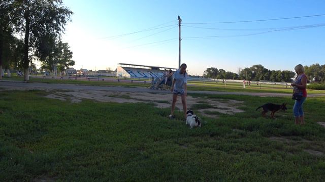 Джек Рассел Терьер - Энергии через край! Как посадить батарейку четвероногого друга)) Позитив;) смотреть онлайн