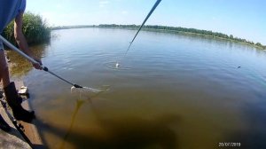 Рыбалка отдых ловля толстолоб карась карп Fishing часть 4