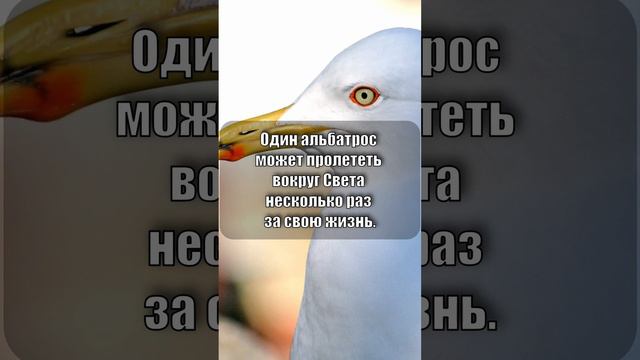 Альбатрос может пролететь вокруг Света