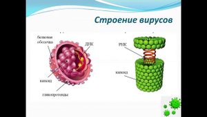 Биология «Вирусы.Особенности строения  вирусов как неклеточной формы организации жизни» Жумагалиев