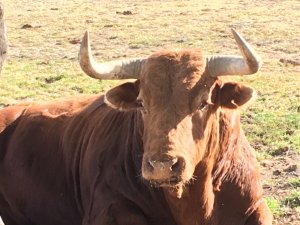 Лидийские быки