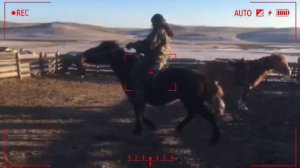 Обучаем лошадь..
