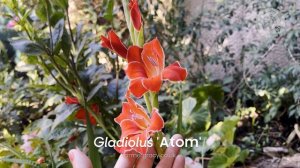 Gladiolus 'Atom' - FarmerGracy.co.uk