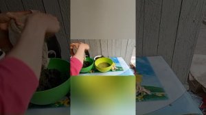Сок чистотела.Заготовка на зиму.