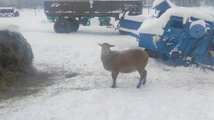 Зимовка овец на улице