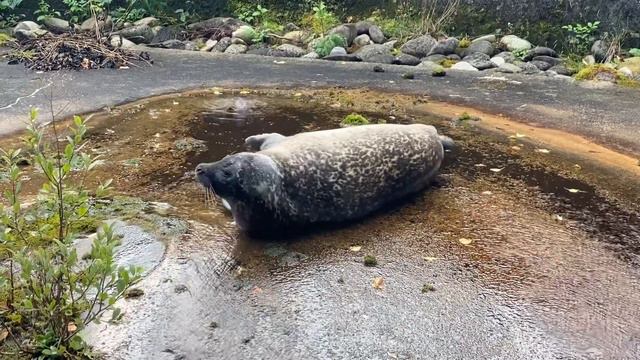 Dählhölzli, Bern смотреть онлайн