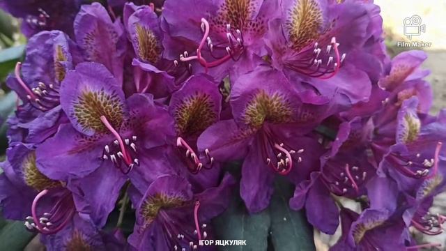 Рододендрон. Трояндове дерево. Rhododendron. смотреть онлайн